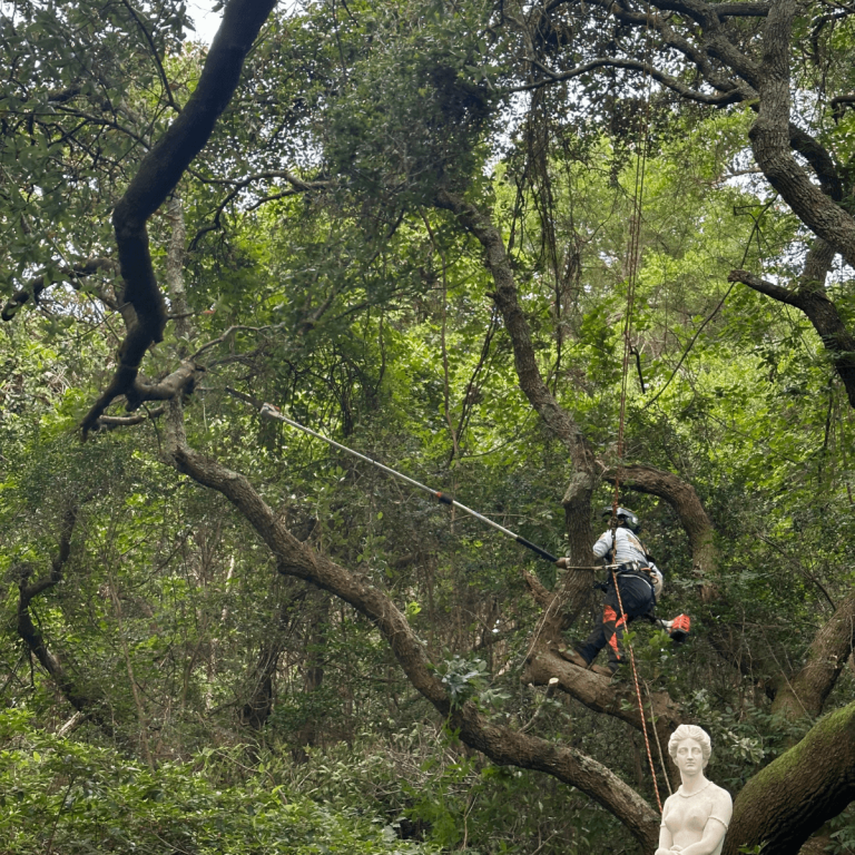 Emergency tree service clearing storm-damaged tree in Kitty Hawk NC