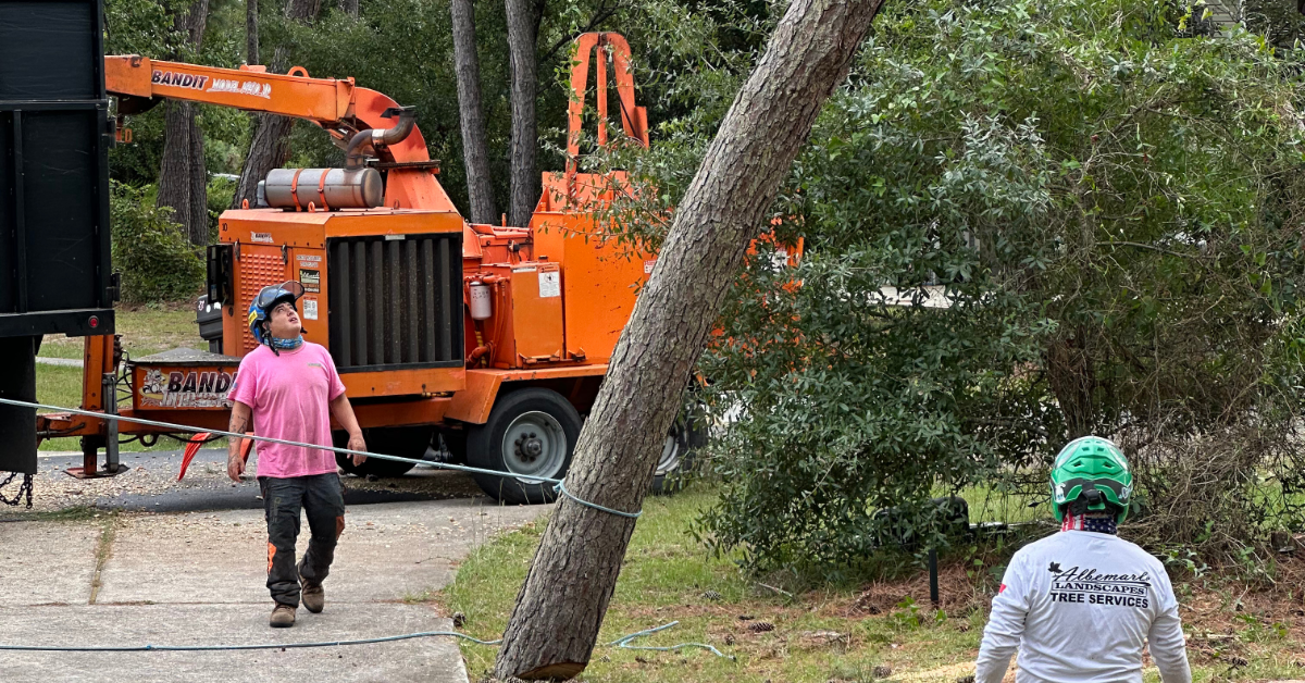 Tree Cabling & Bracing Services in the Outer Banks, NC