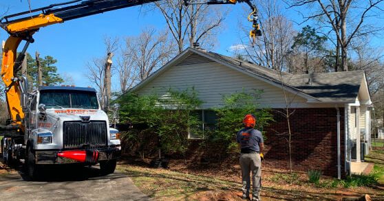 certified tree service professional working in Manteo, NC