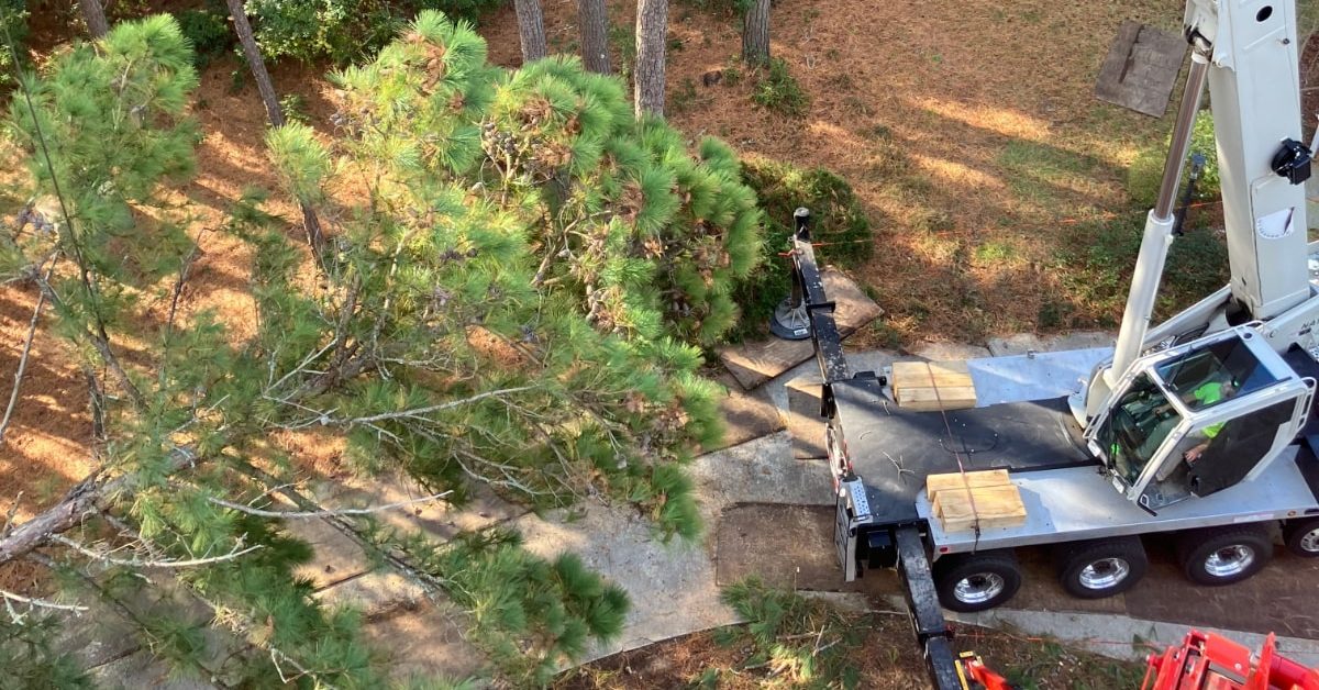 When Should You Cut Down a Tree?