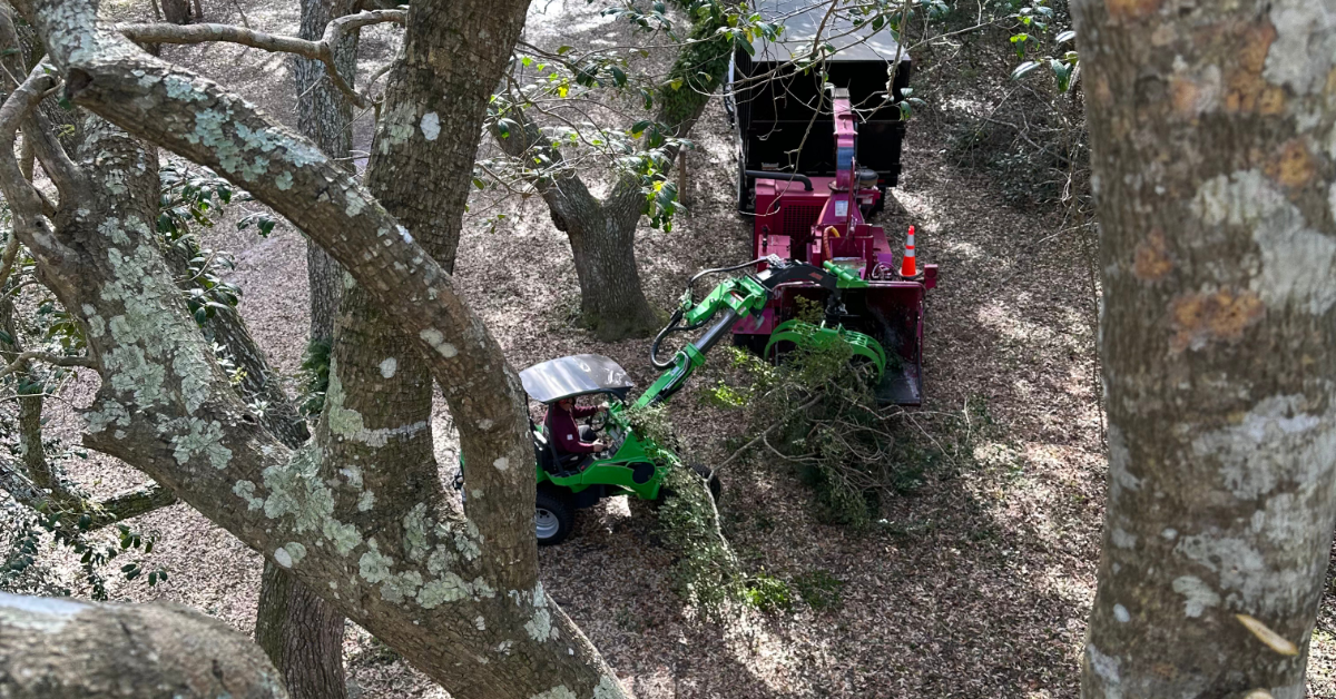 Prepare Your Trees for Storms in OBX, NC