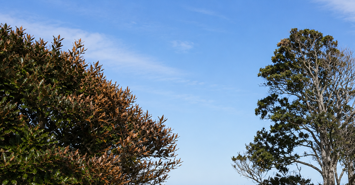 Outer Banks coastal tree showing brown salt scorch damage on wind-facing leaves compared with disease-related canopy decline