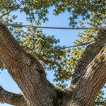 Cabling system installed in the canopy of a mature live oak