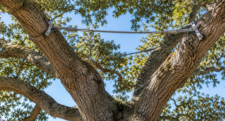 Cabling system installed in the canopy of a mature live oak