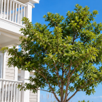 Coastal tree planted beside an Outer Banks vacation rental