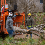 Alt Text: Storm-damaged tree with broken branches and structural damage after a coastal storm in the Outer Banks