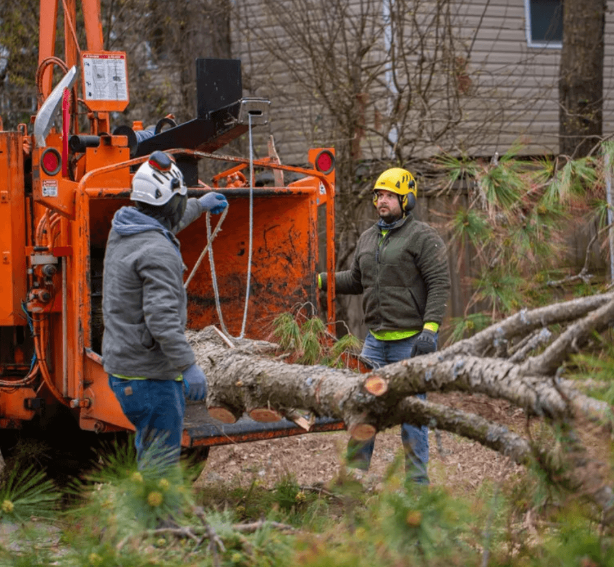 Alt Text: Storm-damaged tree with broken branches and structural damage after a coastal storm in the Outer Banks