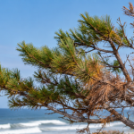 Coastal tree showing signs of salt spray damage along the Outer Banks