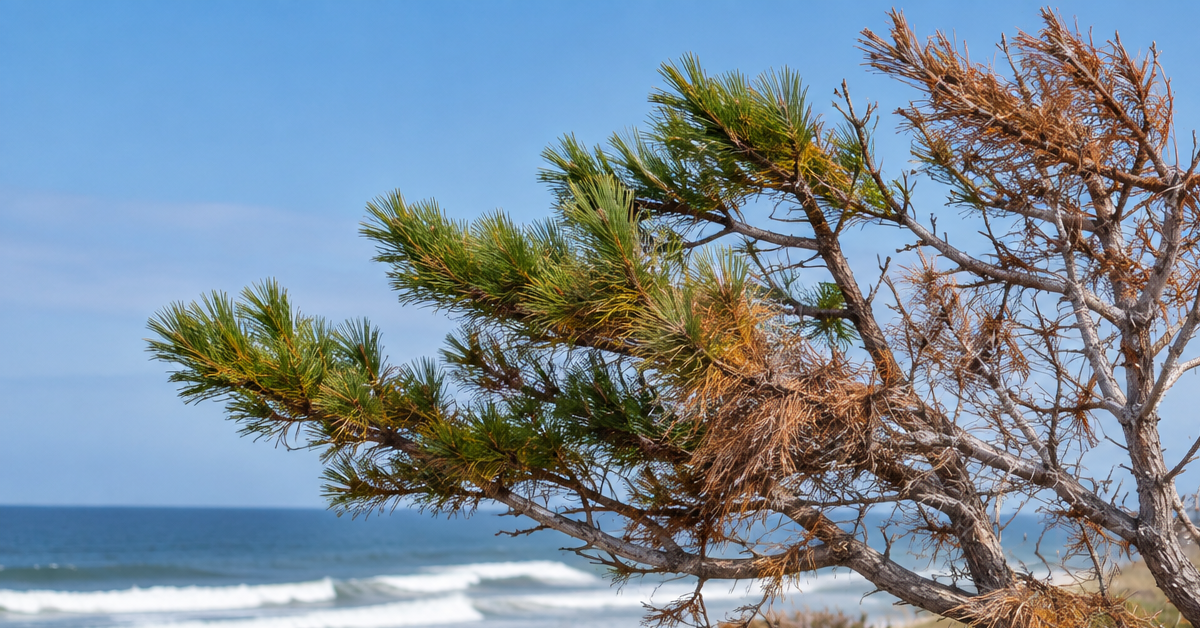 Coastal tree showing signs of salt spray damage along the Outer Banks